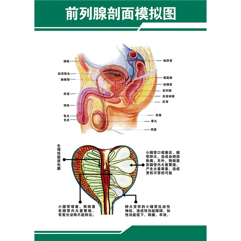人体生理解剖图海报挂图学习讲解器官部位功能详细图贴纸高清防水