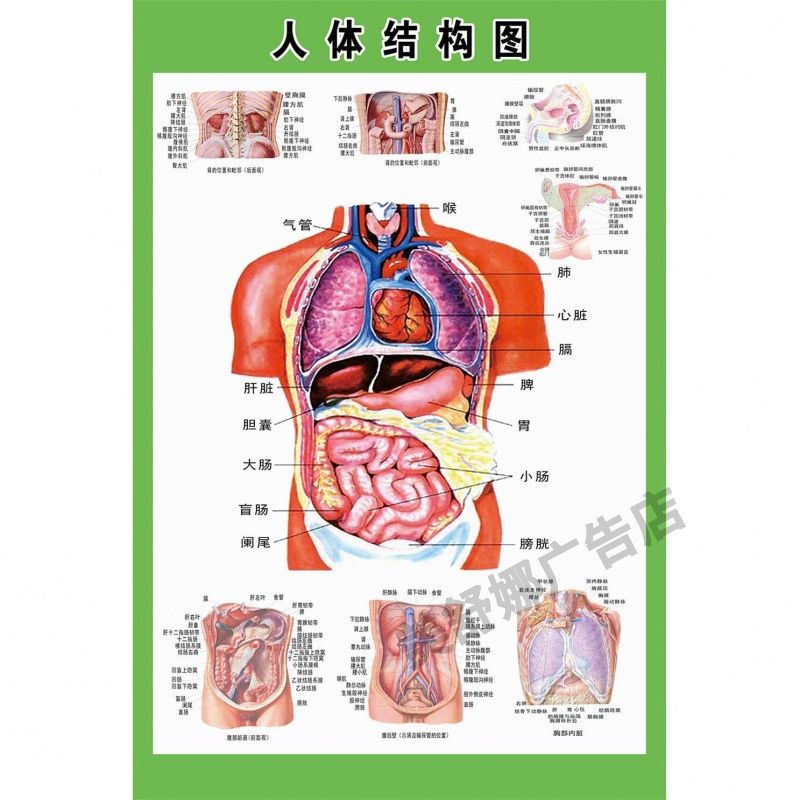 人体内脏解剖系统示意图医学教学宣传挂图人体器官结构图医院海报