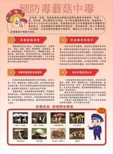 預(yù)防毒蘑菇中毒海報(bào)展板警惕食用野生菌野生果馬桑果中毒墻貼墻紙