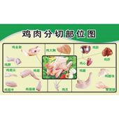 家禽分割图宣传海报贴画鸡肉分解图示意图土鸡宣传广告贴纸装 饰画