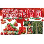 草莓之家采摘园海报展板墙贴墙纸装 饰画KT板草莓之家采摘园