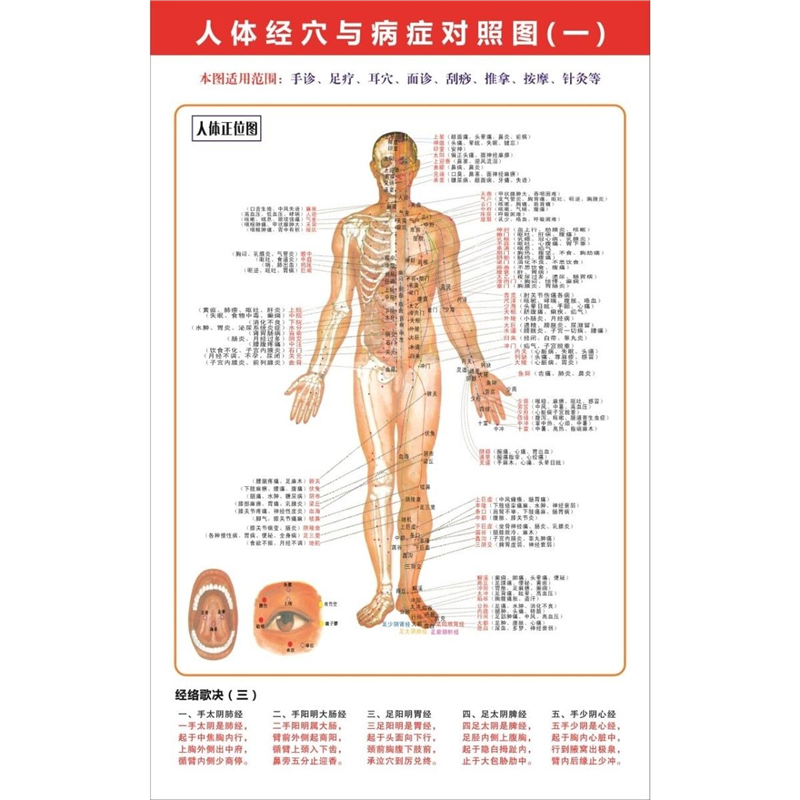 人体肌肉分布解剖图内脏结构图全身器官经络穴位图骨骼示意图挂图