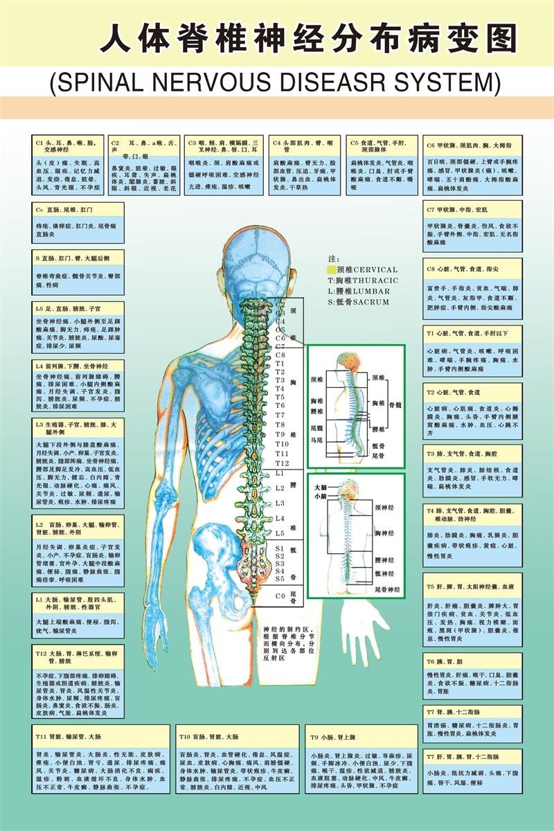 人体脊椎神经分布病变图脊柱医学宣传挂图人体器官解剖图医院海报
