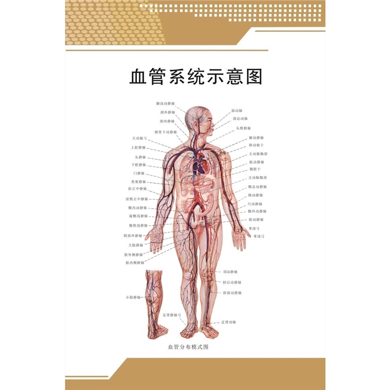 人体血液循环系统挂图中医学教学循环系统示意图内脏解剖宣传海报