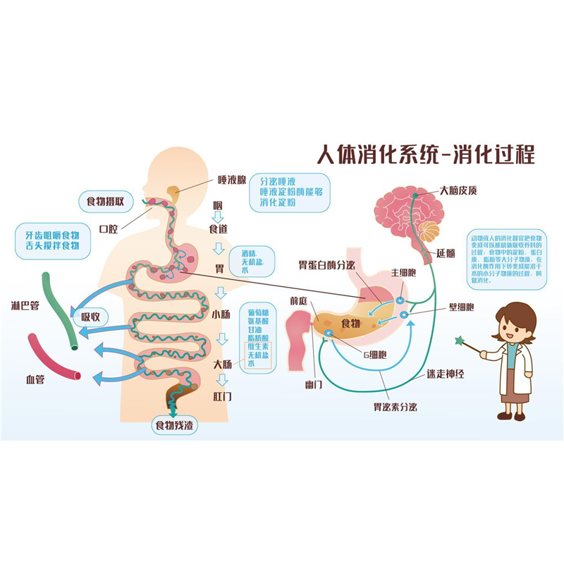 人体消化系统结构图食物消化过程小学生幼儿园认知挂图自粘墙贴画