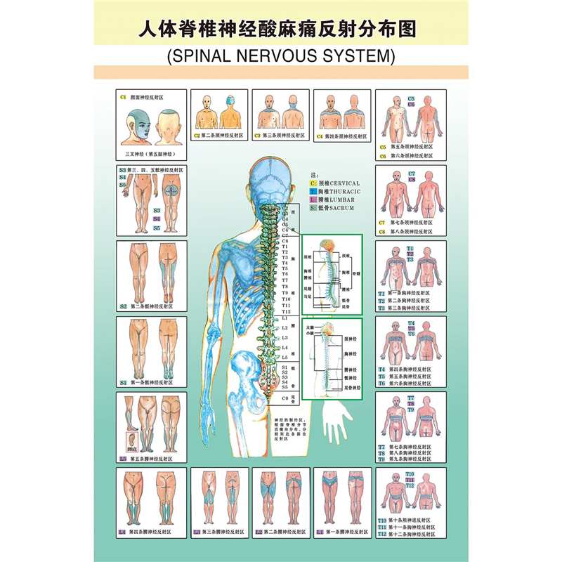 人体脊椎神经酸麻痛反射分布图海报贴纸人体脊椎神经发布病变图