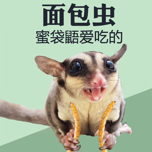 蜜袋鼯零食虫子小蜜袋鼬专用仓鼠大麦虫仓鼠干蚕蛹花枝鼠刺猬干虾