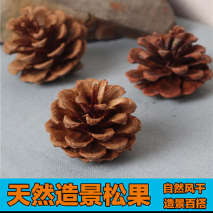 陆龟爬宠黄缘闭壳龟造景天然松果松塔盒龟半水安缘龟生态环境装饰