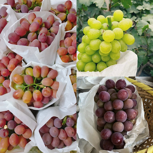 上海马陆葡萄玫瑰香巨峰奶油十斤