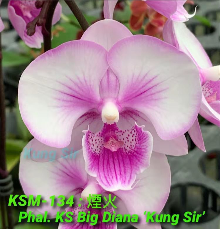 蝴蝶兰新品台湾龚氏烟火兰苗兰花盆栽植物阳台客厅室内花卉