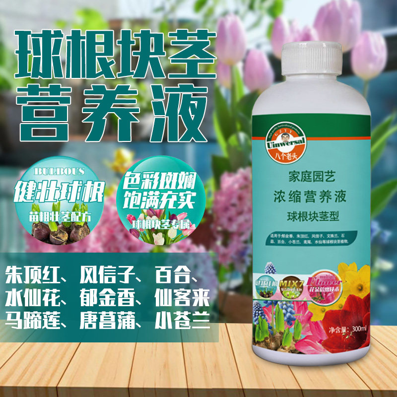 八个老头君子兰百合水仙客来图片