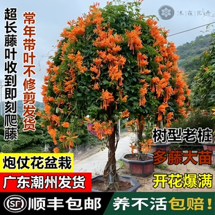 四季常青爆竹炮仗花老苗老桩爬藤植物鞭炮花大苗盆栽攀爬围墙围栏