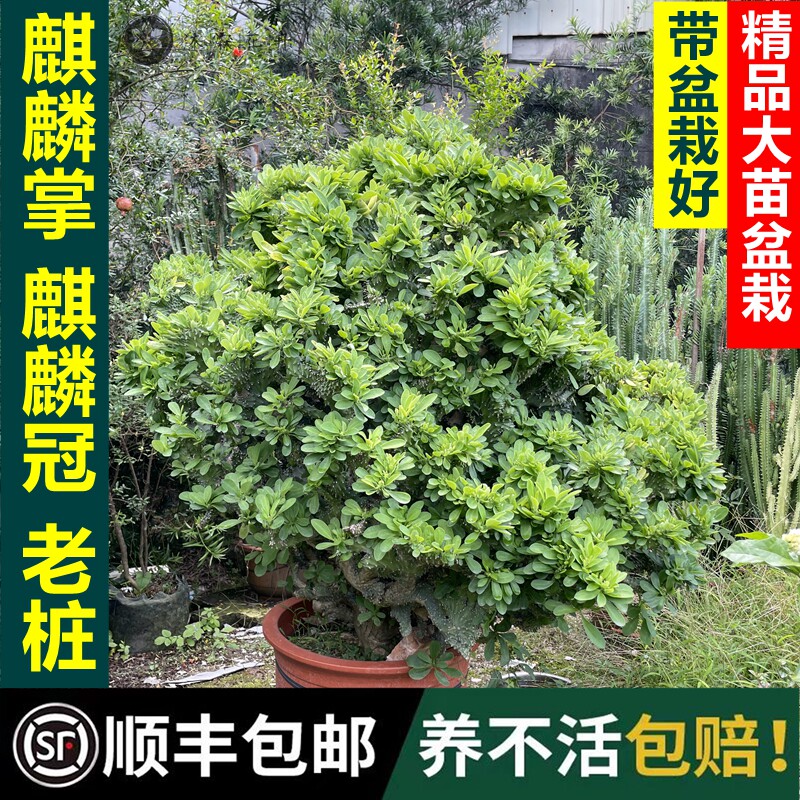 多肉植物盆栽室内花卉四季常青