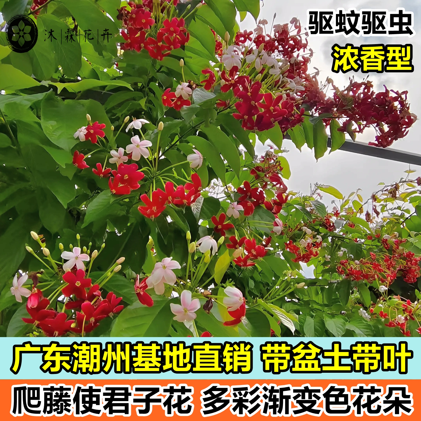 多彩单瓣使君子阳台爬藤攀爬植物