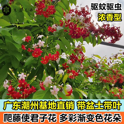 多彩单瓣使君子阳台爬藤攀爬植物