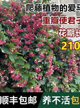 多彩重瓣使君子老桩爬藤植物花期长单瓣大苗带花苞盆栽耐寒热耐旱