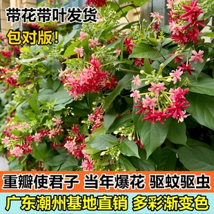 爬藤重瓣使君子花苗盆栽室外阳台攀爬耐热四季花卉庭院围墙驱蚊虫