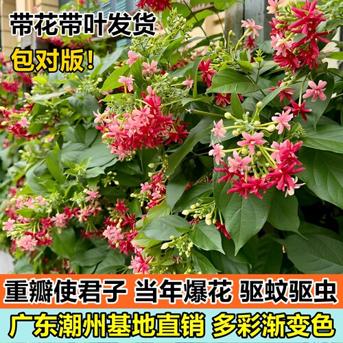 爬藤植物重瓣多彩使君子花苗盆栽