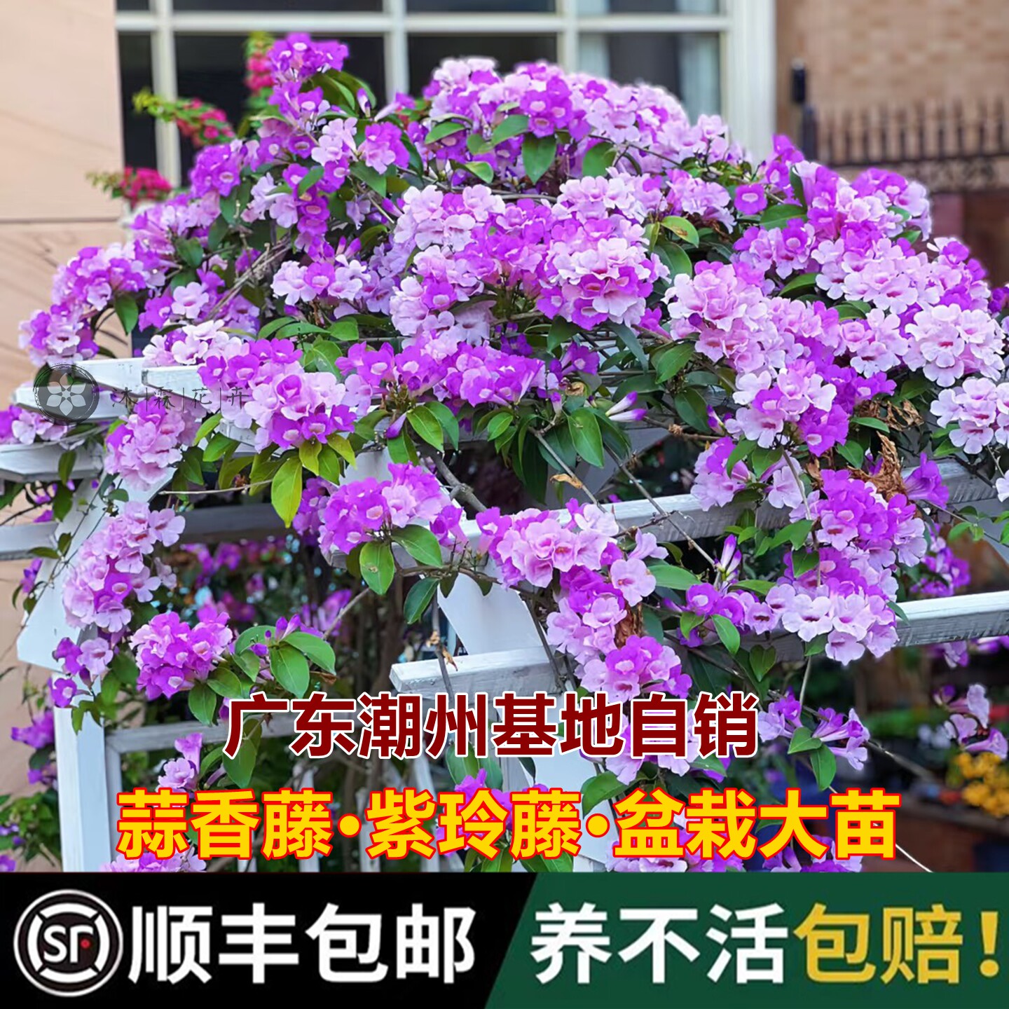 奇特变色蒜香藤花苗耐晒爬藤植物