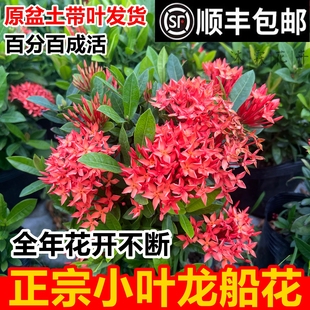 正宗小叶龙船花盆栽带花苞植物庭院阳台耐热耐寒花卉绿植好养易活