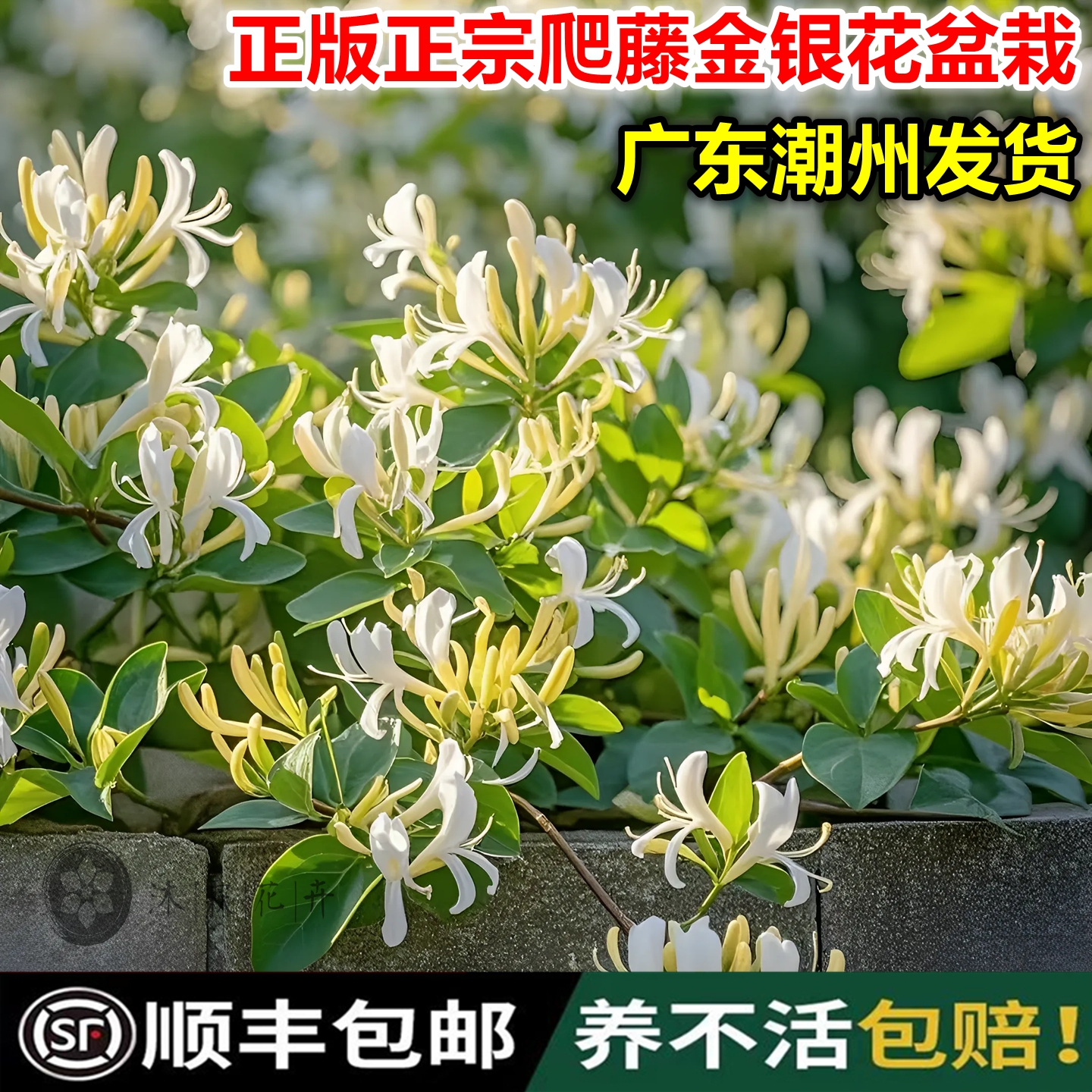 食用金银花盆栽花卉老桩攀爬植物