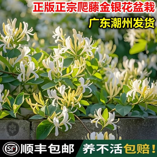 食用金银花盆栽花卉老桩攀爬植物