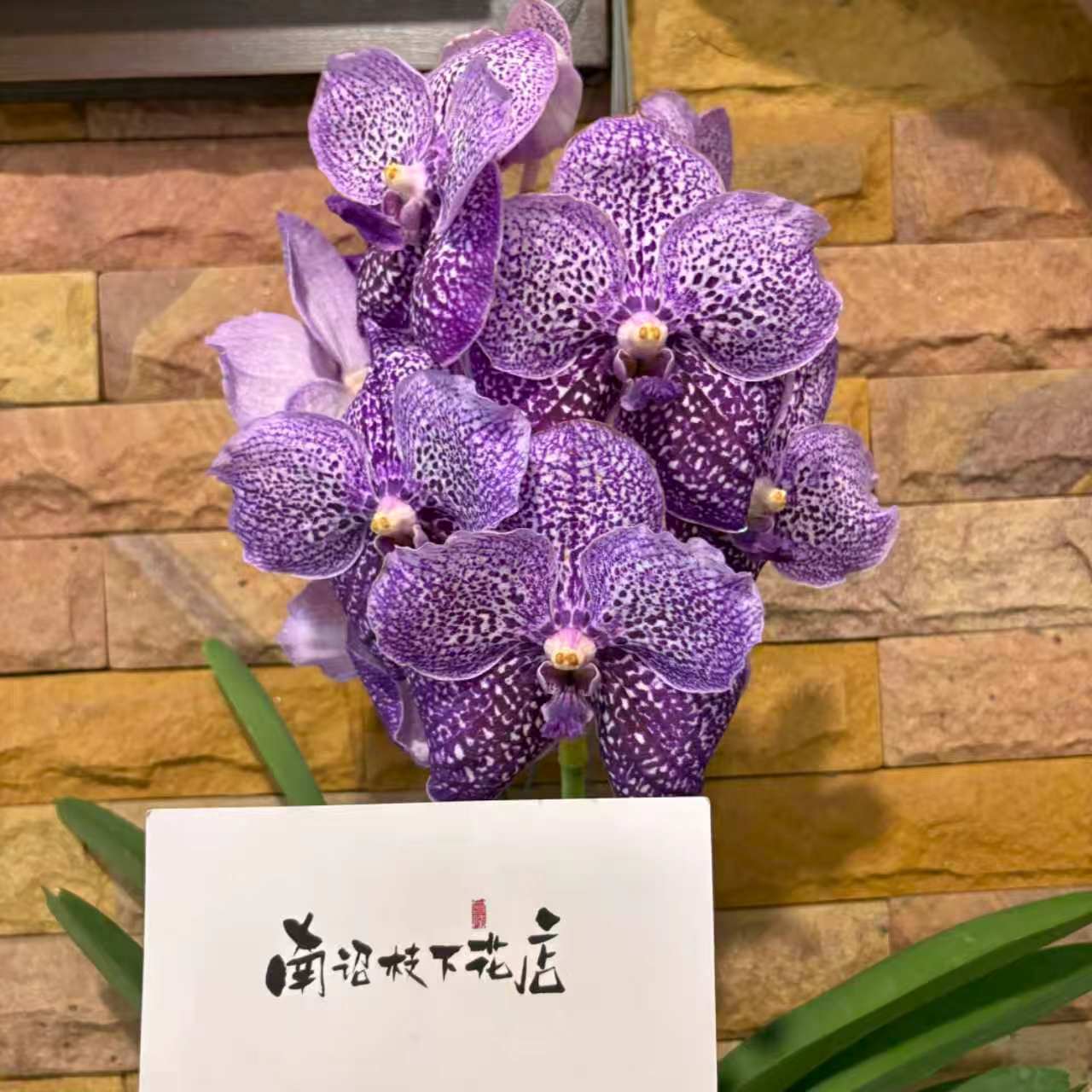 【南诏一级】莫甘娜万代兰 浅紫肌理大花品种 优雅仙气感窗台兰花