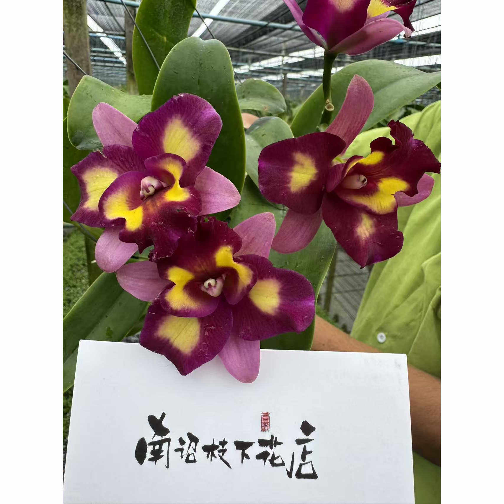【南诏优选】龙纳帕幻想卡特兰 | 紫调油画感撞色大花 典藏级洋兰