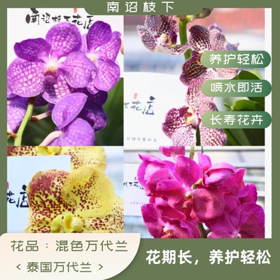 【南诏优选】特殊花色一物一拍