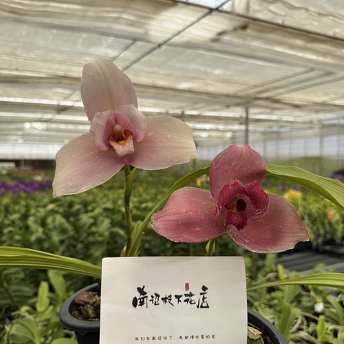 【南诏优选】捧心兰 花瓣厚实带蜡质光泽 花径宽大 清甜浓郁花香