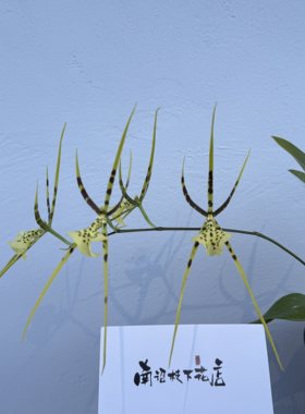 【南诏甄选】蜘蛛兰-蜘蛛王子 浅黄绿花色造型飘逸独特勤花好养