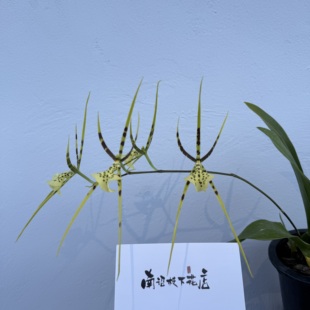 【南诏甄选】蜘蛛兰-蜘蛛王子 浅黄绿花色造型飘逸独特勤花好养