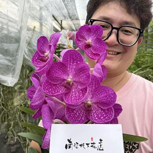 【南诏一级】泰国经典粉秋丽万代兰 花型阔大圆润 瓣身厚实舒展