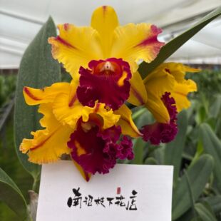 【南诏二级】金丝雀卡特兰 花型圆润规整 花瓣宽厚饱满 好养兰花