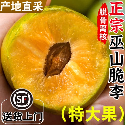 正宗巫山脆李顺丰包邮产地直采