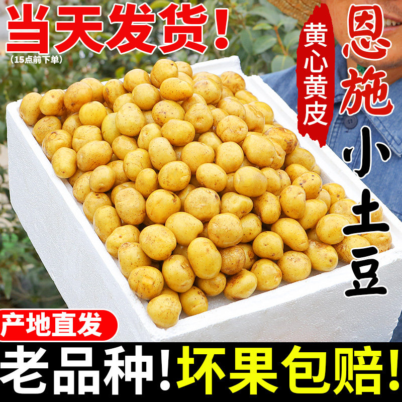 恩施小土豆包邮农家正宗新鲜洋芋迷你黄心湖北马铃薯蔬菜整箱