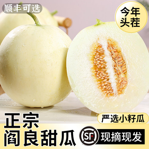 新鲜现摘阎良甜瓜脆甜！