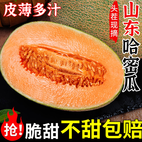 【酥脆多汁】正宗山东哈密瓜