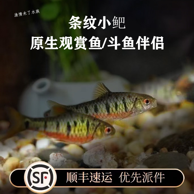 中国斗鱼伴侣条纹小鲃原生冷水观赏鱼清澡鱼红眼鱼耐低温斗鱼包邮