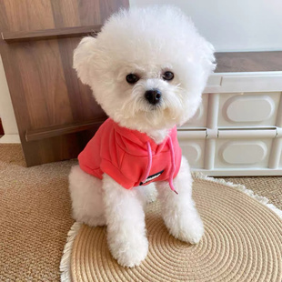 中小型犬可爱短连帽卫衣两脚衣服 外出宠物狗狗猫咪衣服春秋款