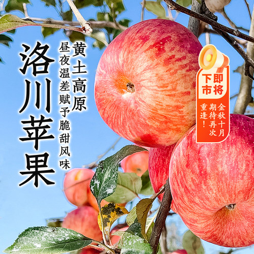 东方甄选陕西洛川苹果4斤-8.5装