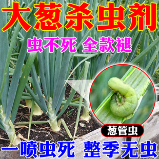 大葱专用药葱管虫潜叶蝇蓟马葱蛆菜青虫红蜘蛛卷叶虫钻心虫杀虫药