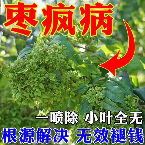 枣树小叶病专用药喷一次永无病害
