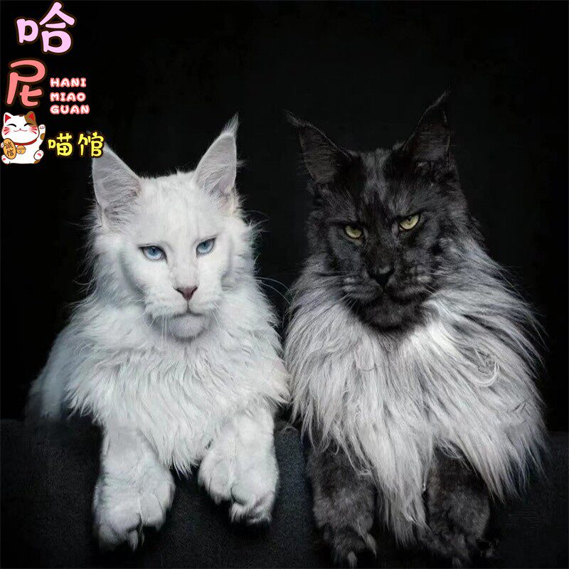 缅因猫活体幼猫纯种巨型长毛猫挪威森林猫银虎烟灰西伯利亚宠物猫