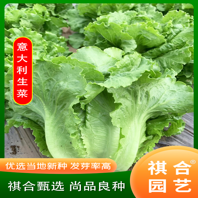 意大利耐抽苔生菜种子耐热耐寒全年奶油生菜种籽四季阳台蔬菜种子