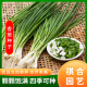 阳台种植四季 小香葱蔬菜种子菜种籽萝卜大全籽种种子白菜大蔬菜苗