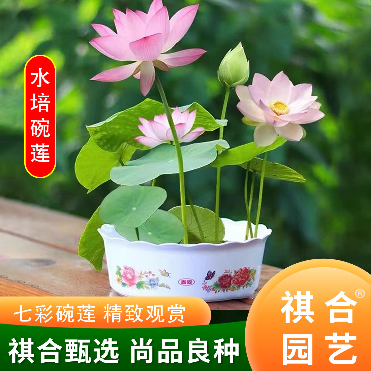 祺合春季水培花卉碗莲种观赏阳台
