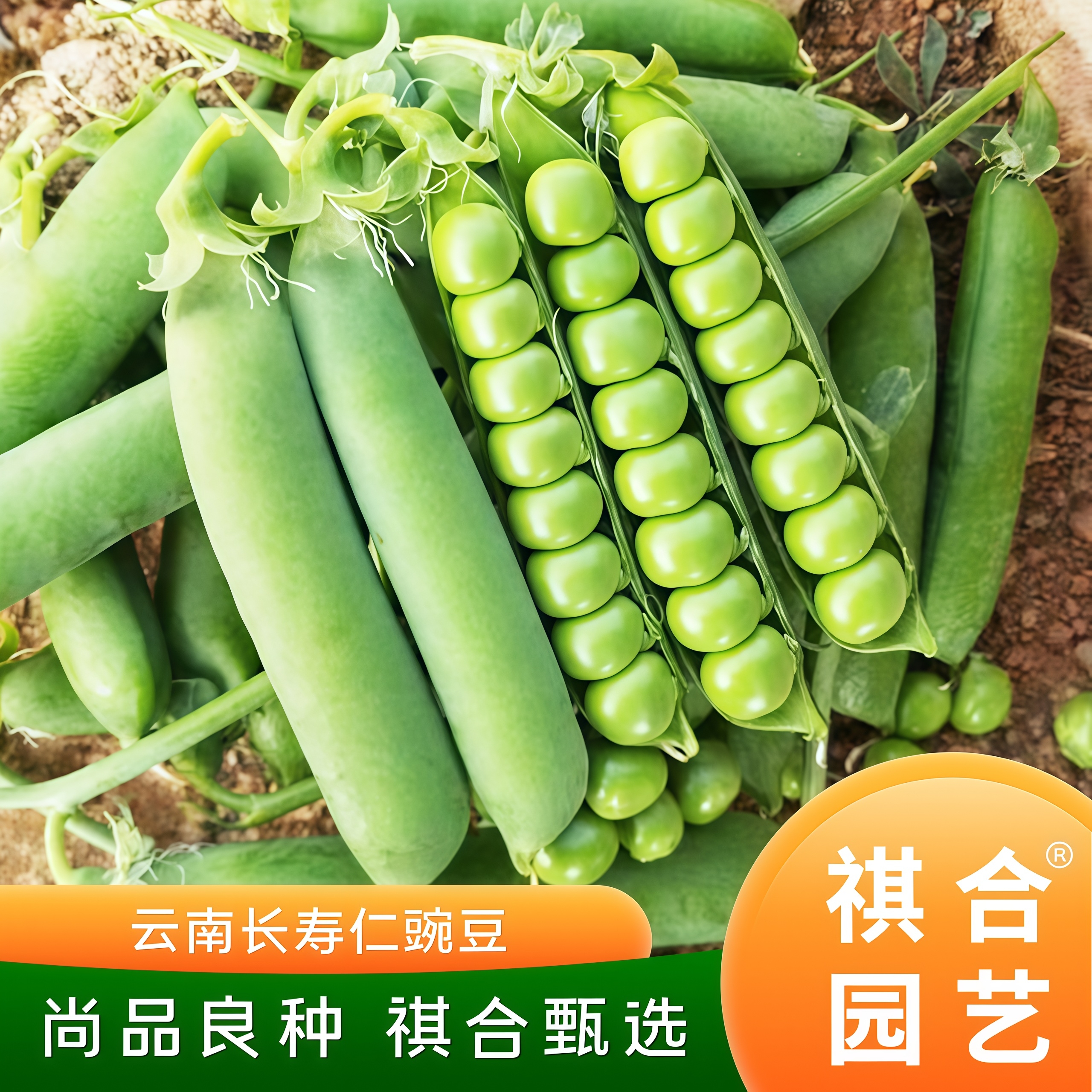 祺合豌豆种高产抗病甜脆