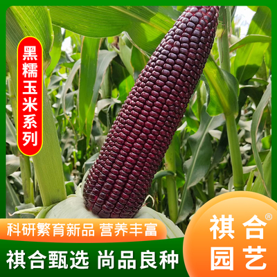 祺合鲜食玉米种黑糯玉米香糯甜脆