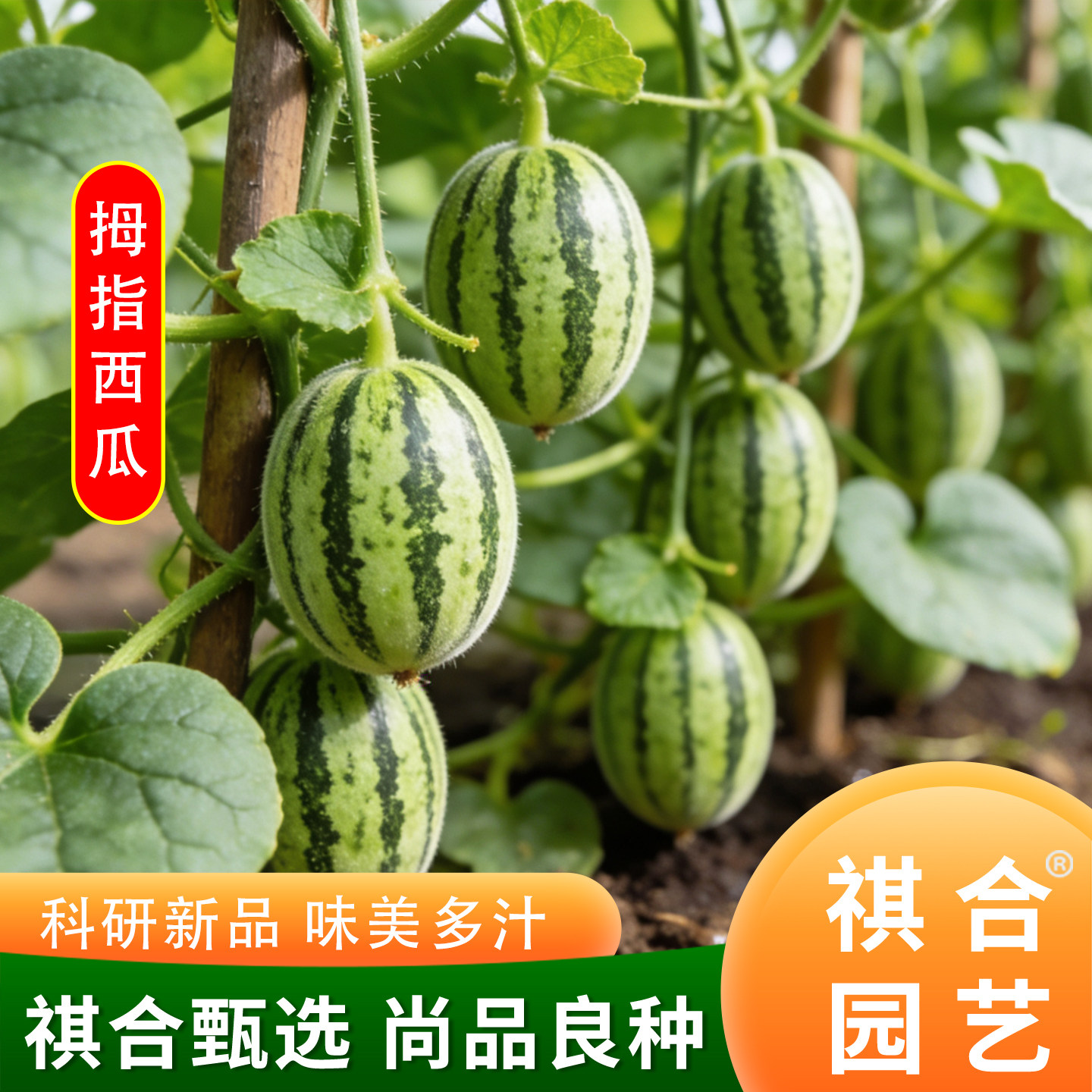 拇指西瓜种子籽迷你蔬菜小西瓜籽姆手指母子西瓜子种阳台盆栽瓜果